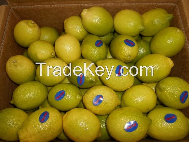 Shattering prices Egyptian fresh Lemon All size  (( attn of importers or buyers))