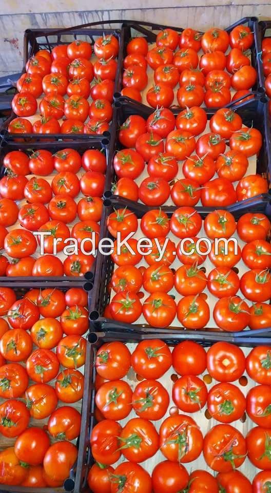 Fresh tomatoes