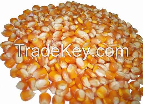 Dry Yellow Corn For Animal Feed