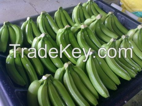 Fresh Class A Green Cavendish Bananas