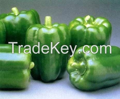 Fresh Capsicum - Bell Pepper