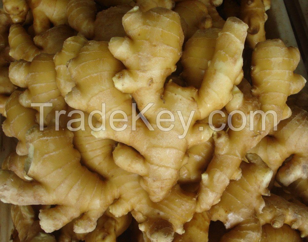 Fresh Ginger, Dried Ginger, Powder Ginger, Ginger