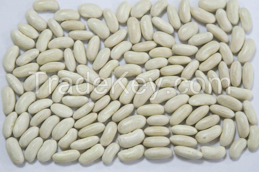 White Kidney Beans / Butter Beans / White Beans