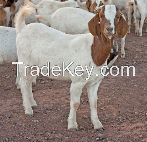 Pregnant Holstein Heifers Cow/Boer Goats, Live Sheep, 