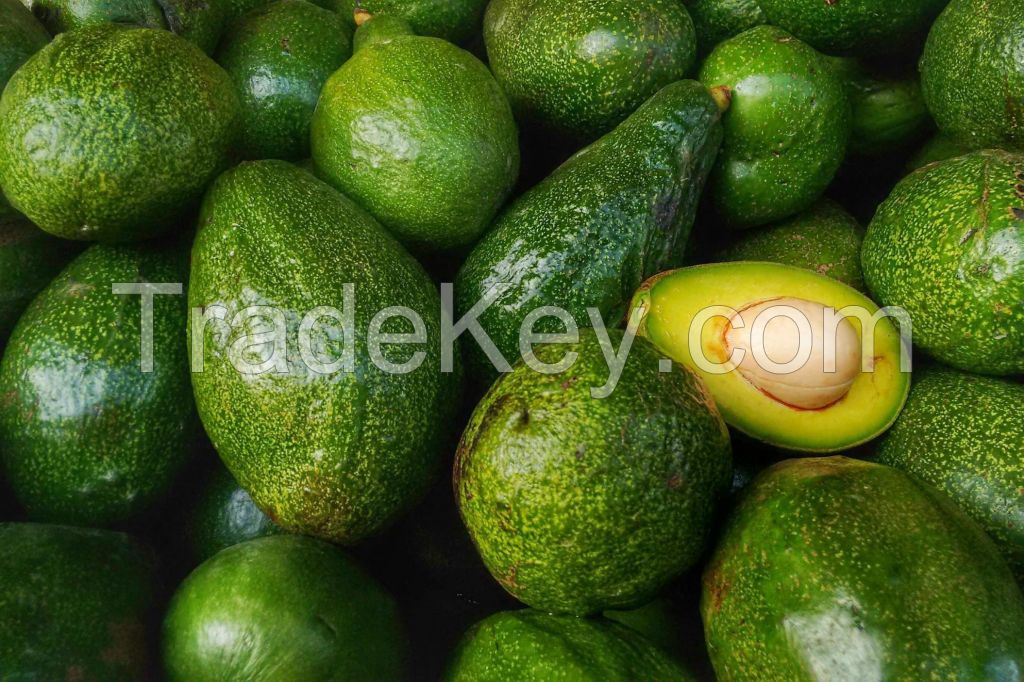 Fresh Hass/Fuerte Avocado