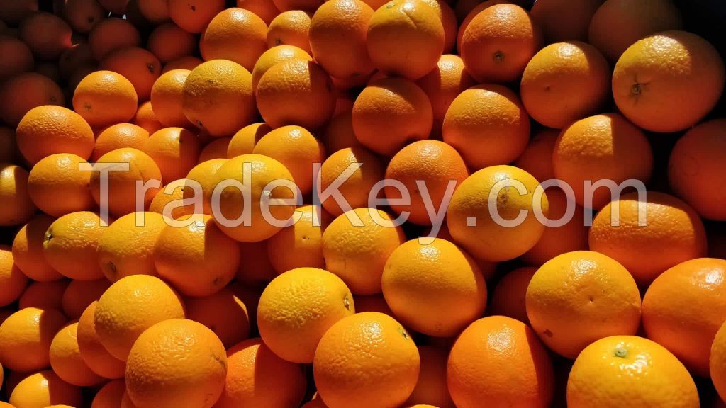 Fresh Sweet Valencia Oranges