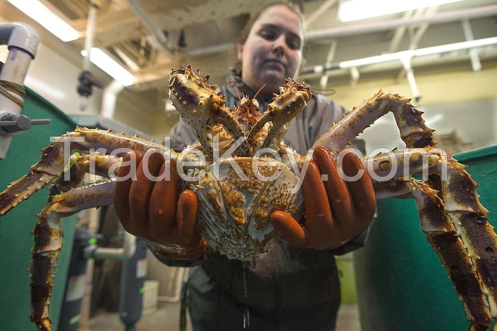 Red King Crab