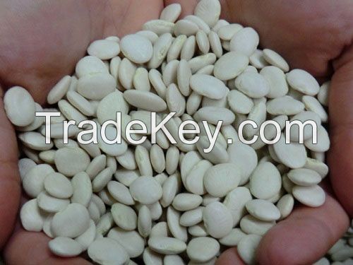 Wholesale Dry Lima Beans