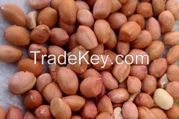 High Quality Peanuts / Groundnut