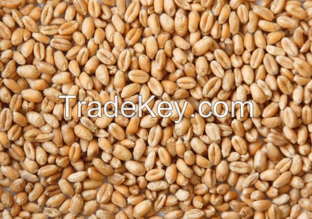 Soft Milling Animal Feed Wheat Grain