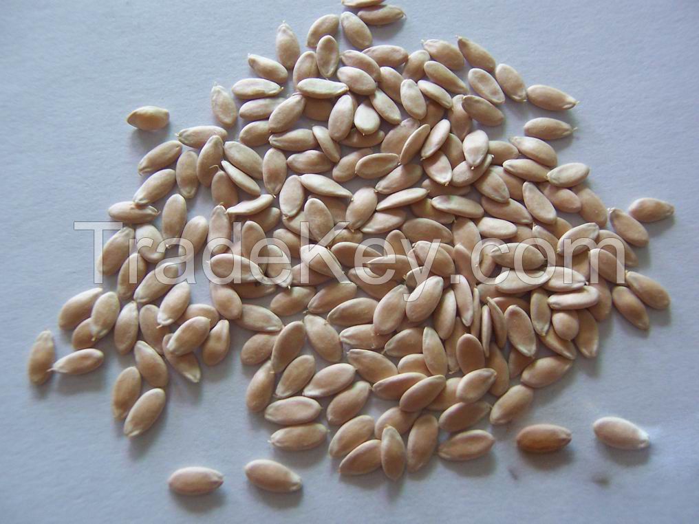 Cucumber Seeds for sale