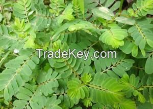 100% pure natural Phyllanthus urinaria Underleaf pearl Extract