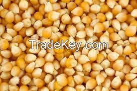 Yellow corn , white corn , animal feed