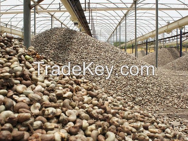 High quality of raw cashew nuts