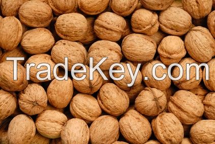 Quality Walnuts in shell