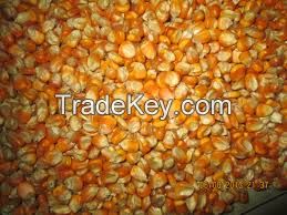 Yellow Corn Grade #2 (for animal feed)