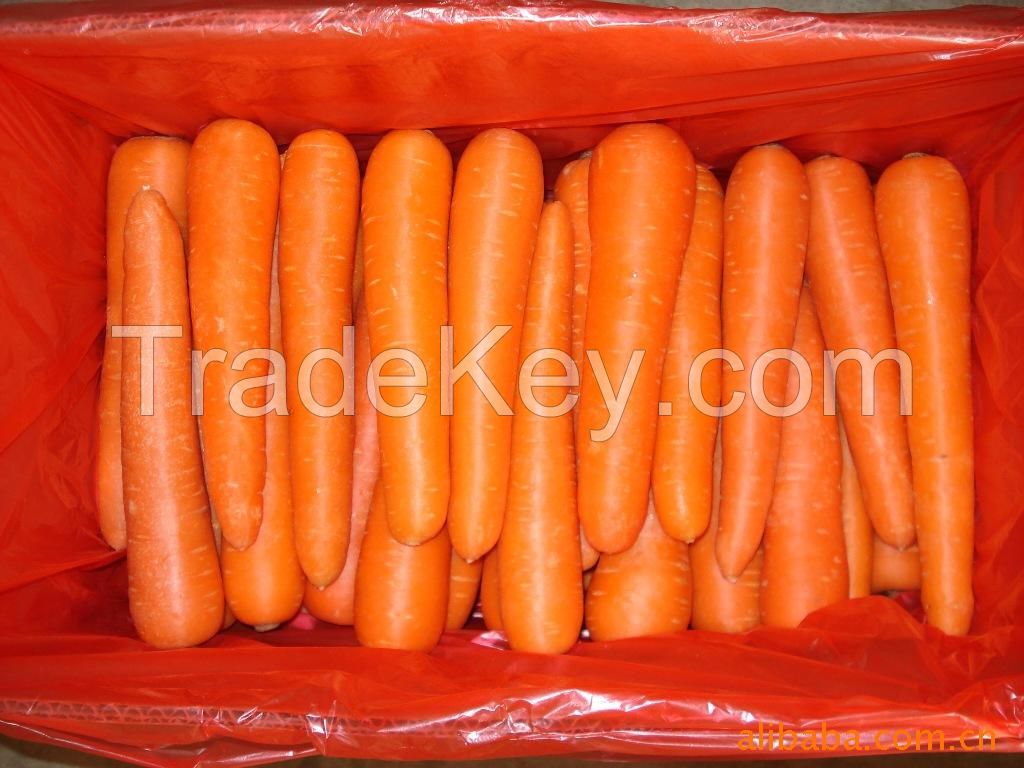 High quality Organic fresh carrot