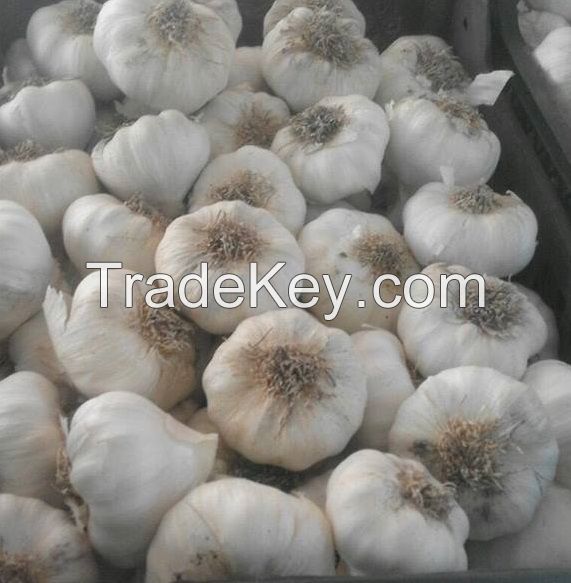 Egyptian Dry garlic