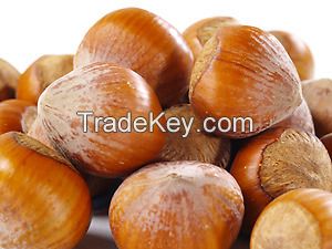 Hazelnuts / Filberts (In Shell)