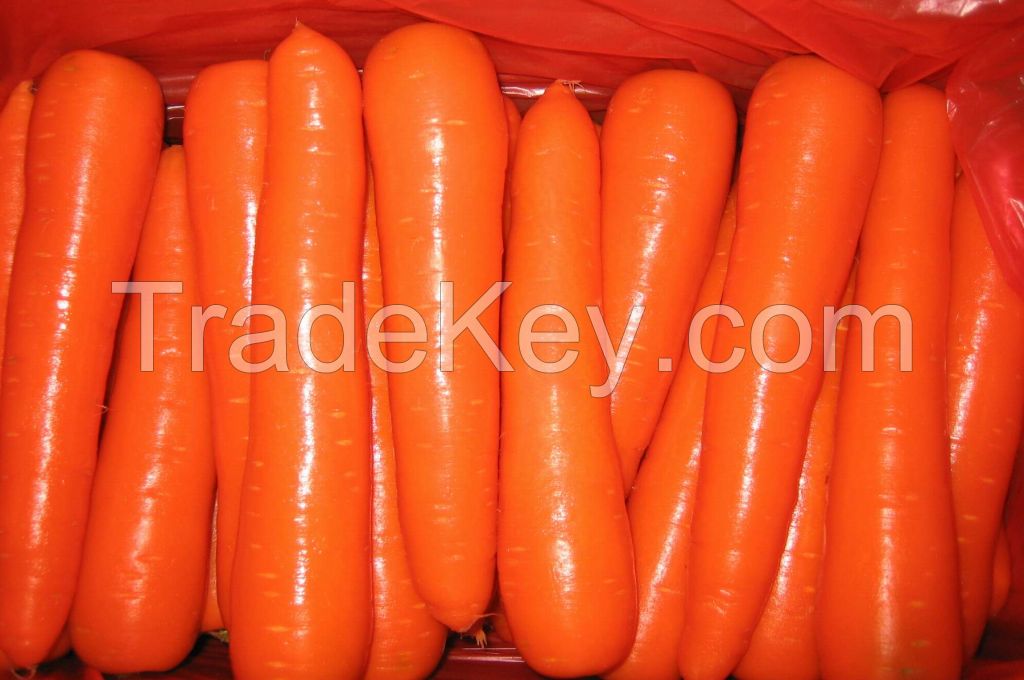 fresh carrots