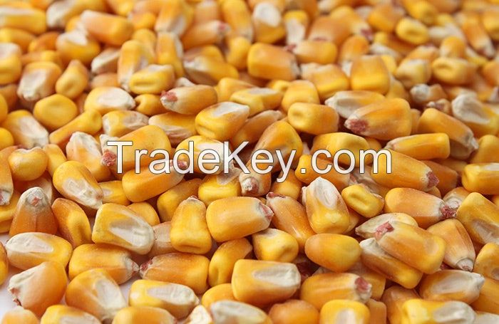 Yellow Corn Animal Feed