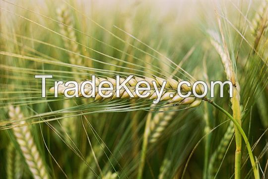 BEST BARLEY PRICES