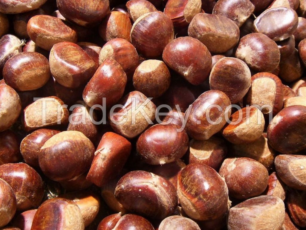 chestnut