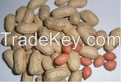 Sell Groundnut