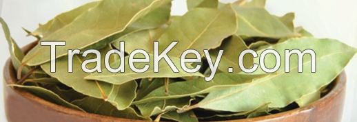 Dried Bay Leaves