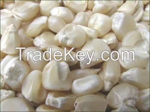 White Corn