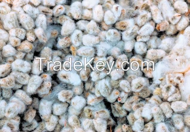 Cotton Seeds