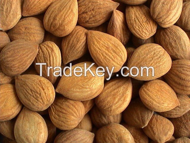 Apricot Kernels