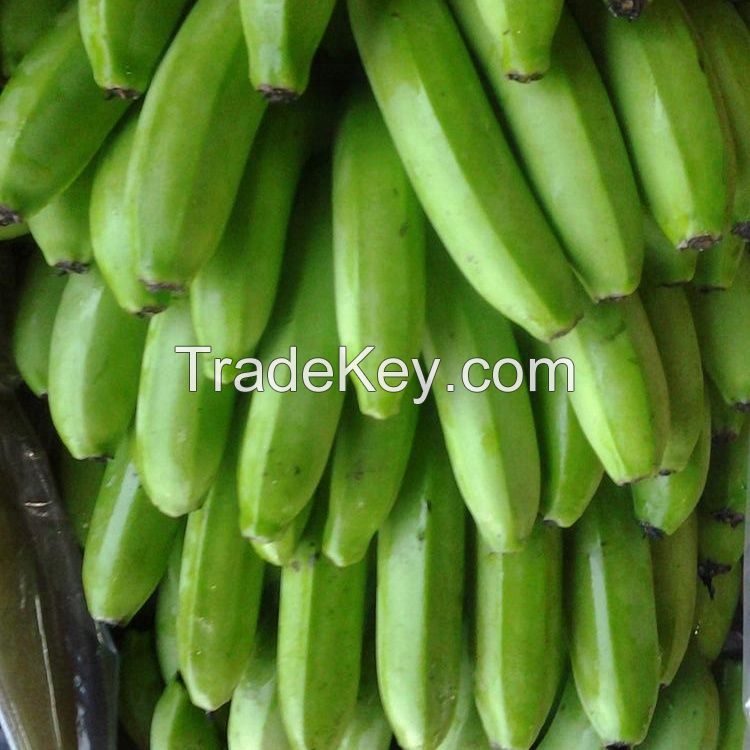 FRESH GREEN CAVENDISH BANANAS AND PLANTAINS