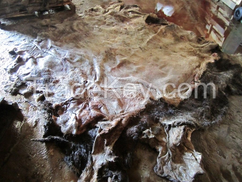 Dry and Wet Salted Donkey Hide / Wet salted Horse Hides, Wet salted Cow hides