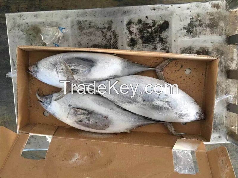 Frozen kawakawa frozen kawakawa tuna kawa kawa fish wholesale