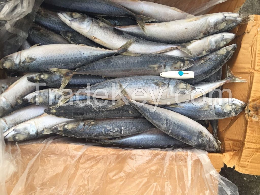 Frozen saba mackerel saba fish japanese saba for market