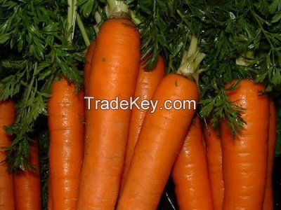 Fresh carrots for sale