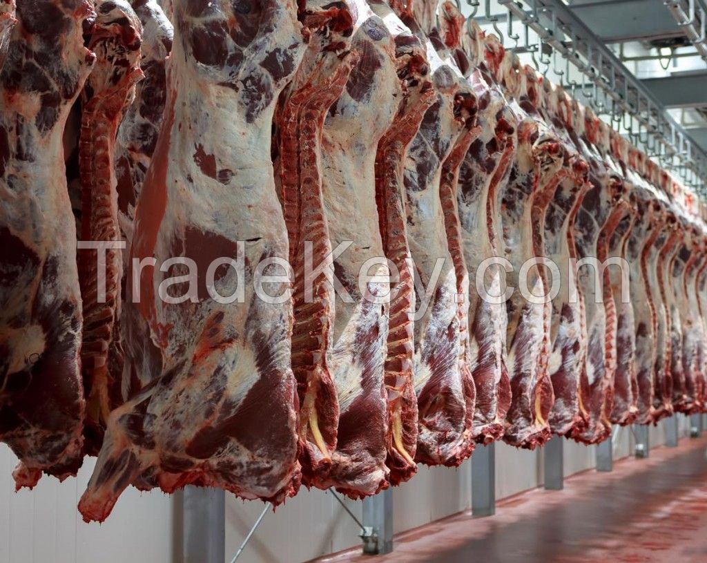 Quality Fresh Halal / non Halal Frozen Beef Meat, Frozen Meat /BUFFALO MEAT of All Parts