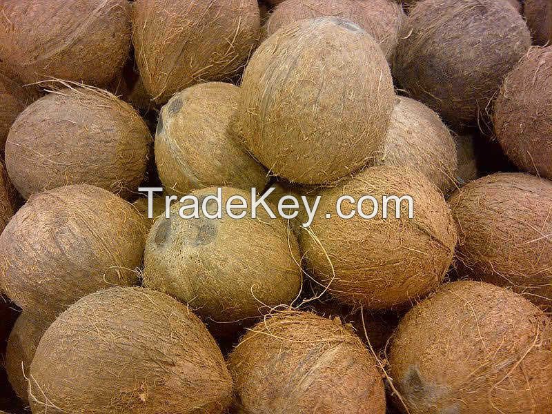 Fresh Semi Husked Coconuts