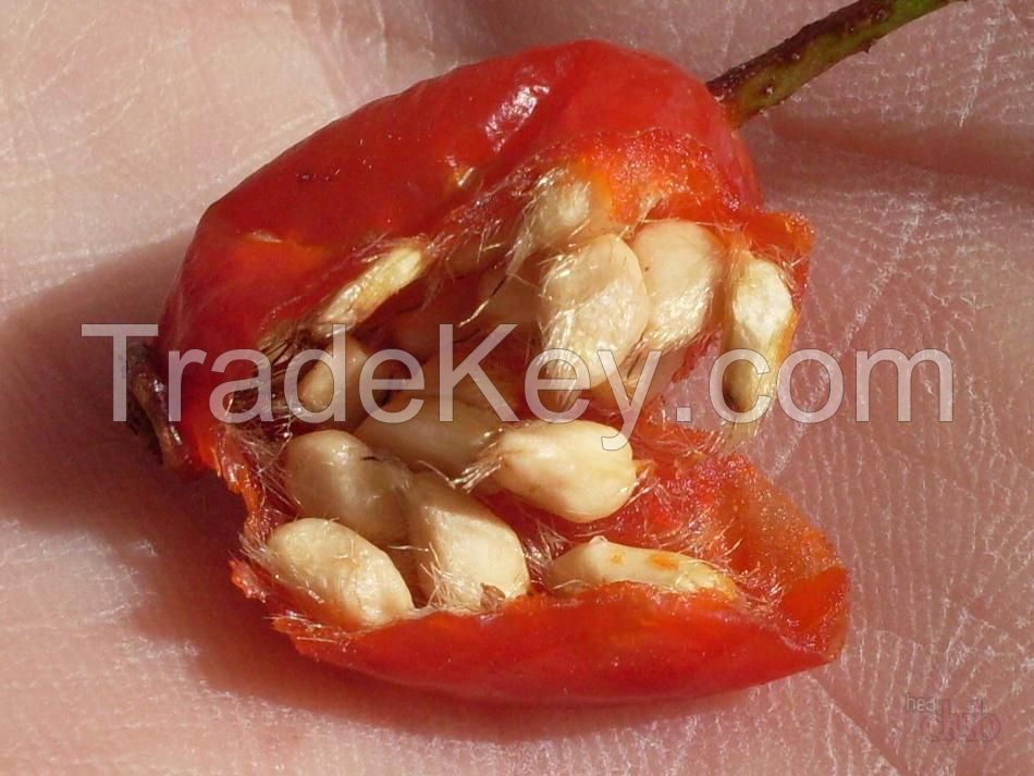 Siberian Rose hip (Oil, seeds): $0.8 - 4/kg