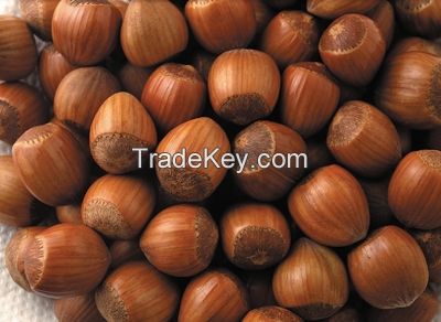 Top Quality Grade A Hazel Nuts for sale at cheap prices