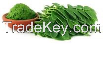 Moringa leaves powder