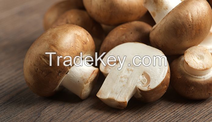 Buy Fresh Oyster Mushroom Truffle Mushroom Matsutake