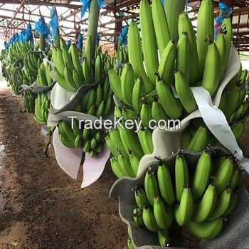 Fresh Cavendish Banana in bulk