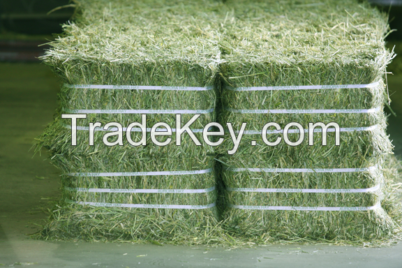 Buy Alfafa Hay for Animal Feeding Stuff Alfalfa