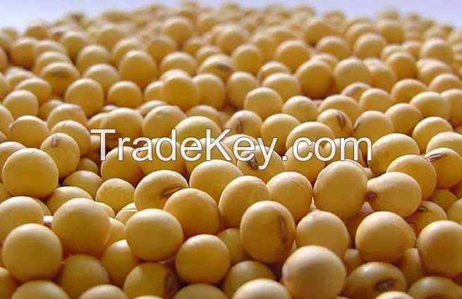 SOYBEANS (SOYA BEAN) YELLOW SOYBEAN.