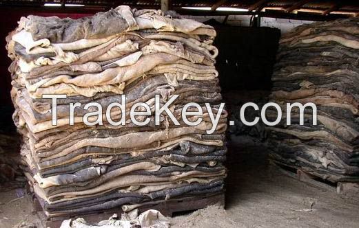 Wet Salted Donkey hide, Horse hide Wet Cow Hides , sheep hide