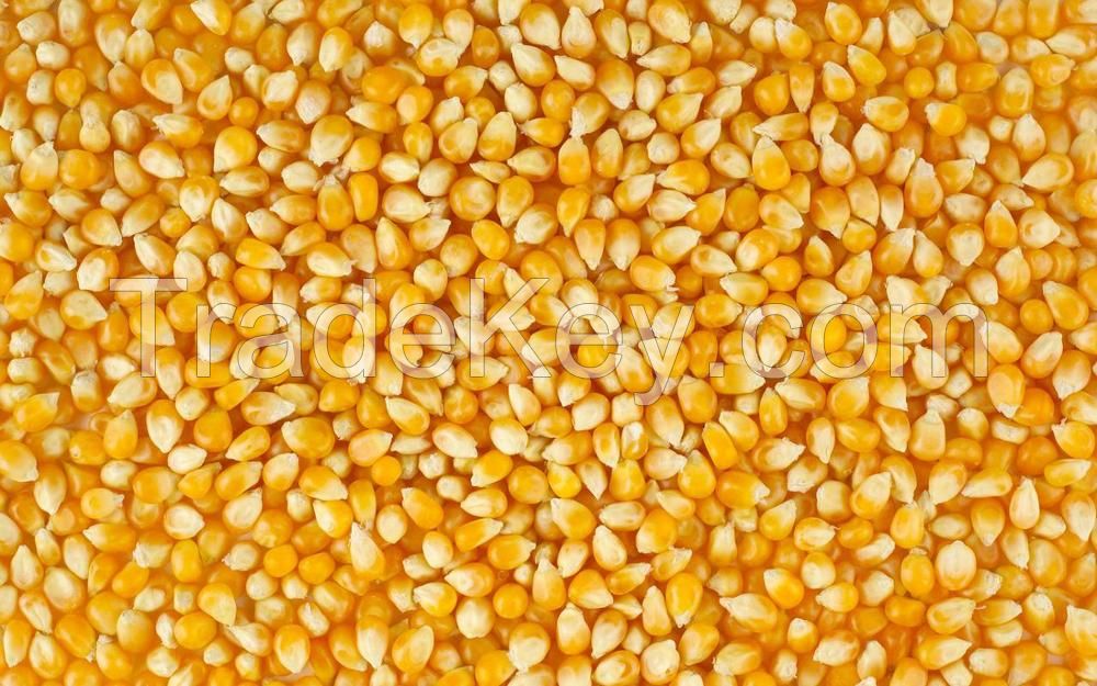 Yellow Corn for sale