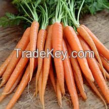 Fresh Carrot