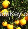 Mandarin orange